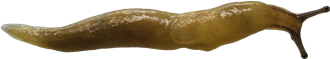 Malacolimax tenellusSVAMPSNIGEL6,3 × 34,7 mm